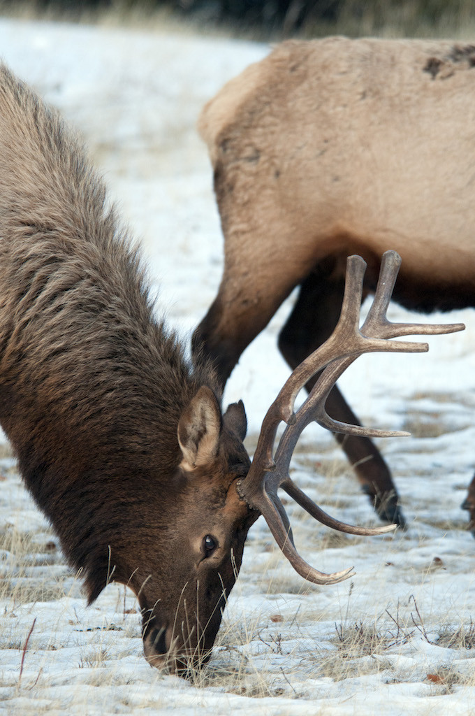 Banff National Park, Rocky Mountains, Alberta, Canada, February 2012. Elk (wapiti) on Elk Street. The Rocky Mountains east of Calgary and Edmonton offer exiting winter sports and outdoor adventure activities in a spectacular landscape. Photo by Frits Meyst/Adventure4ever.com